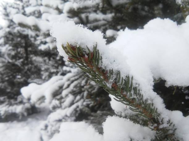 istock The green thorns with sniw 638939098