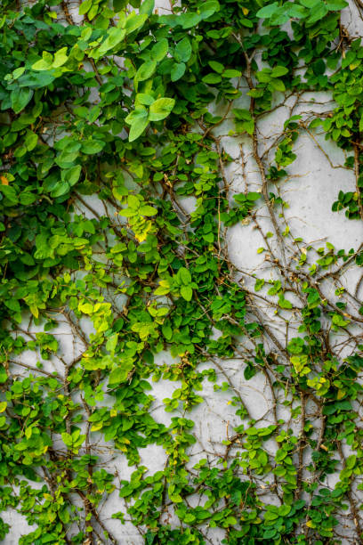 istock Green Plants Natural Background 638939624