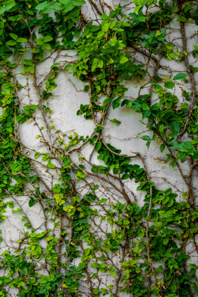 istock Green Plants Natural Background 638939704
