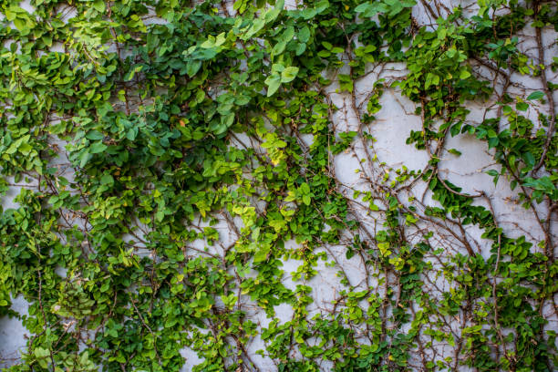 istock Green Plants Natural Background 638939866