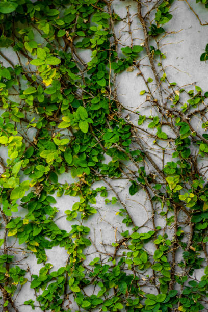 istock Green Plants Natural Background 638942160