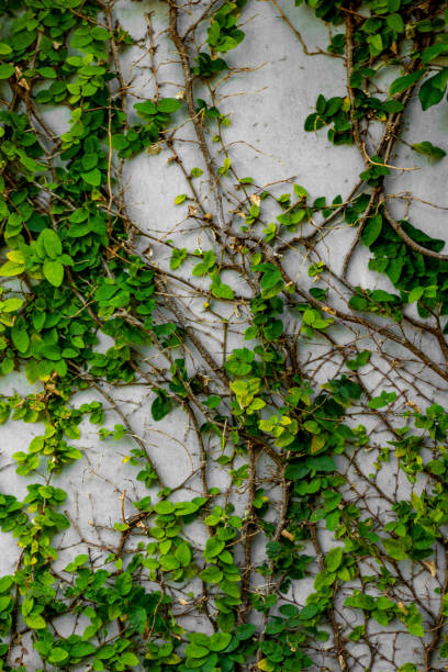 istock Green Plants Natural Background 638942220
