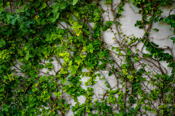 istock Green Plants Natural Background 638942550