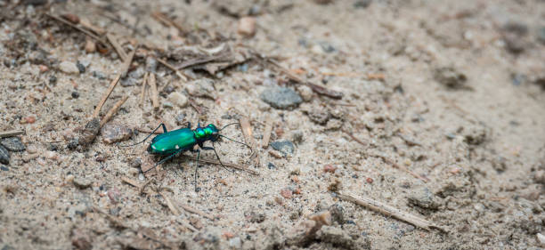 metallic green six spotted ttiger beetle - (cicindela sexguttata). - 班蝥 個照片及圖片檔
