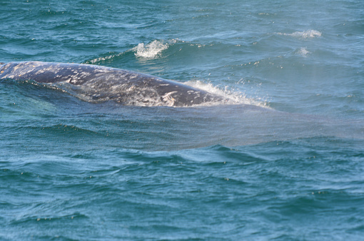 Summer capture of an adult gray whale surfacing in Depoe Bay, off the central coast of Oregon.