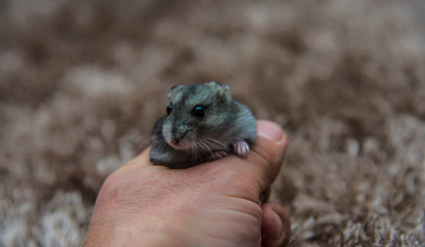 istock Little hamster in human hands. 638945990