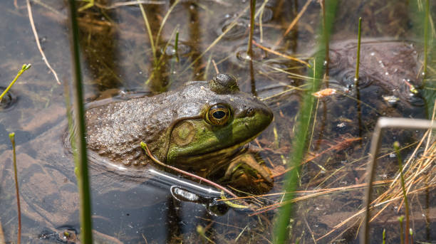 Big green Common bull frog, blood sucking insects on it.