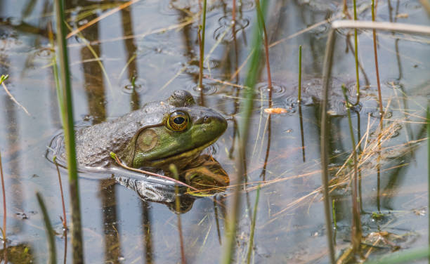 istock Big green Common bull frog, blood sucking insects on it. 638946662
