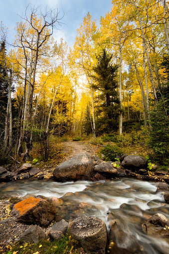 Leafs changing colors near Georgetown Colorado