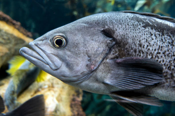 istock Largemouth bass (Micropterus salmoides) ,close up detail 638947360