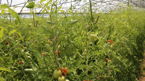 istock ripe tomatoes grown in a big greenhouse 638947460