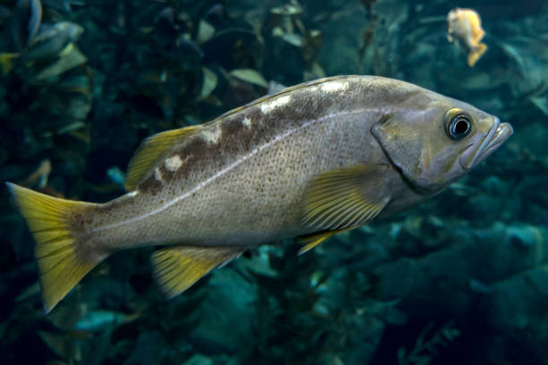 istock Largemouth bass (Micropterus salmoides) ,close up detail 638948192