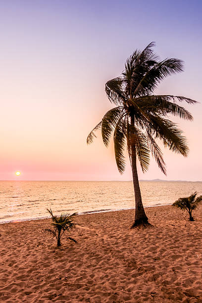 istock Beautiful beach and sea with palm tree 638948948