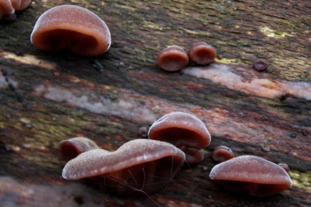 istock Auricularia auricula-judae - Jews ear fungus on fallen tree 638949452
