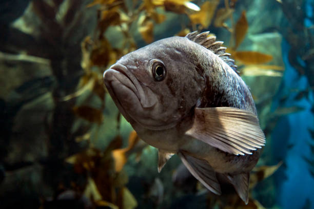 istock Largemouth bass (Micropterus salmoides) ,close up detail 638949666