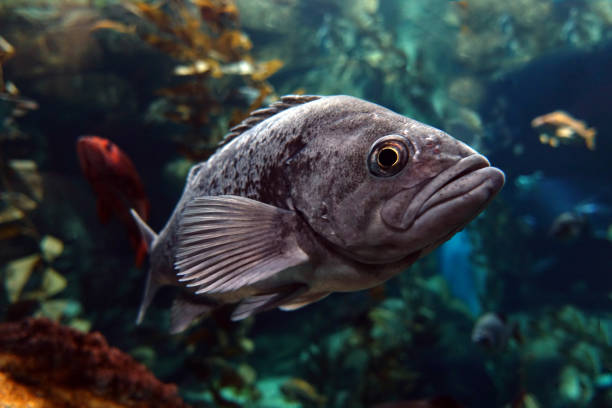 Largemouth bass (Micropterus salmoides) ,close up detail