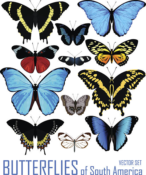 illustrazioni stock, clip art, cartoni animati e icone di tendenza di insieme vettoriale di farfalle del sud america isolato sul bianco. - papilio zagreus