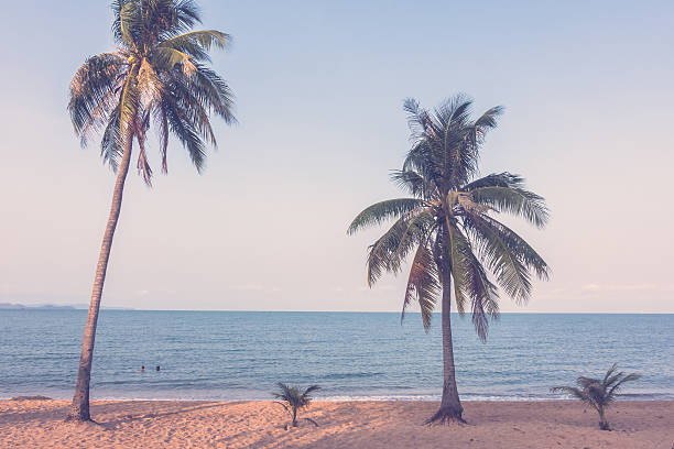 istock Beautiful beach and sea with palm tree 638951524