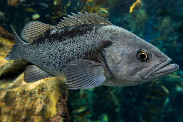 istock Largemouth bass (Micropterus salmoides) ,close up detail 638951594