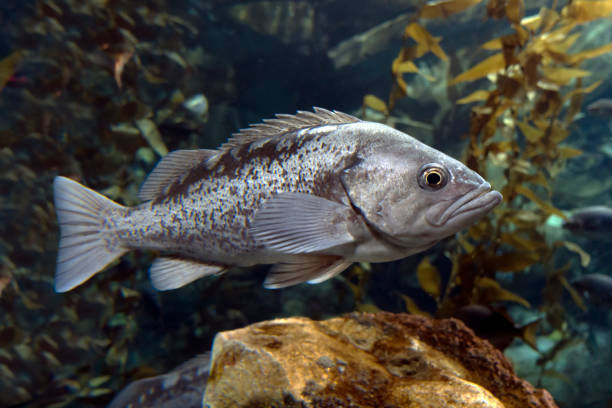 istock Fish Largemouth bass (Micropterus salmoides) ,close up detail 638951756