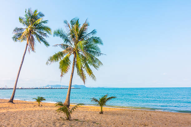 istock Beautiful beach and sea with palm tree 638951776