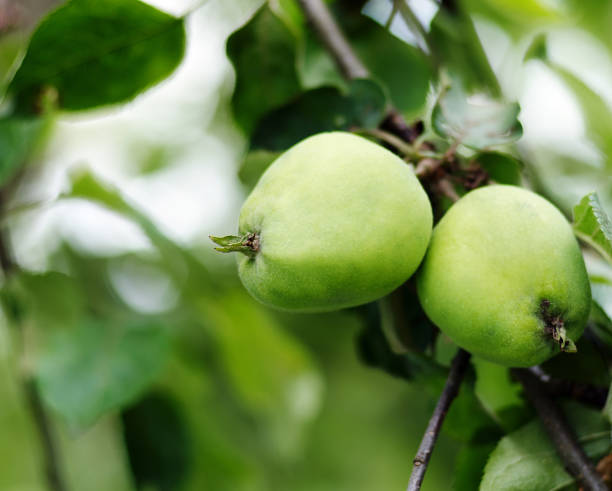 istock Apple growing on tree in garden.Apples on a branch 638952972