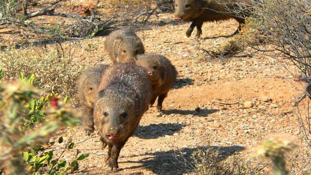 Javelina Stampede A small herd of javelin running through the Sonoran Desert. javelina stock pictures, royalty-free photos & images
