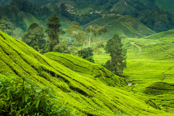istock Tea plantations in the cameron highlands 638953480