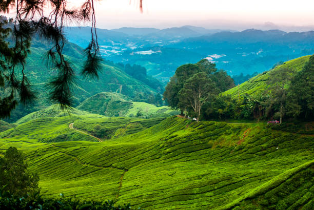 istock Tea plantations in the cameron highlands 638953560
