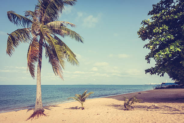 istock Beautiful beach and sea with palm tree 638953720