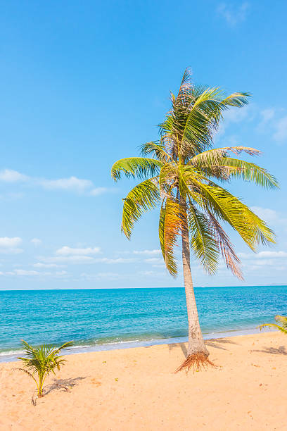 istock Beautiful beach and sea with palm tree 638953748