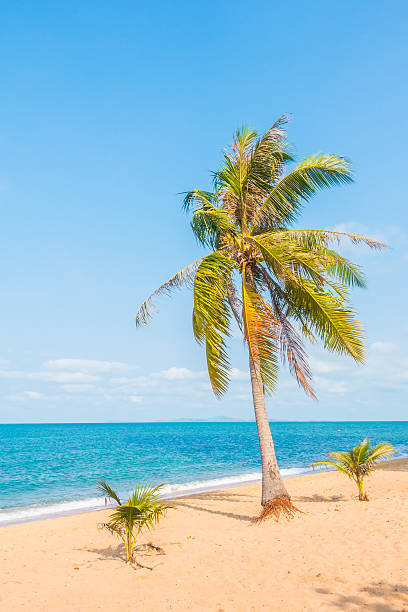 istock Beautiful beach and sea with palm tree 638953994