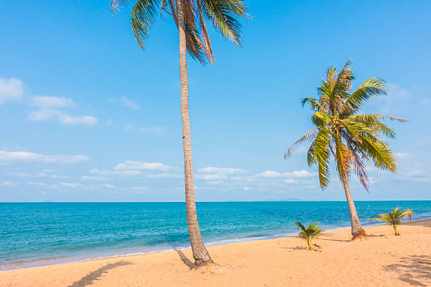 istock Beautiful beach and sea with palm tree 638954052