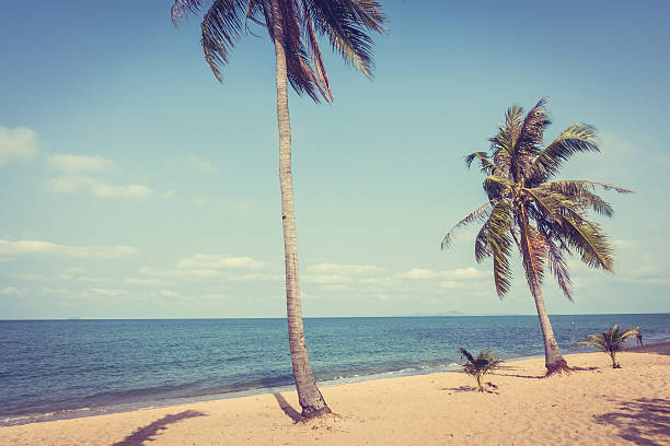 istock Beautiful beach and sea with palm tree 638954068