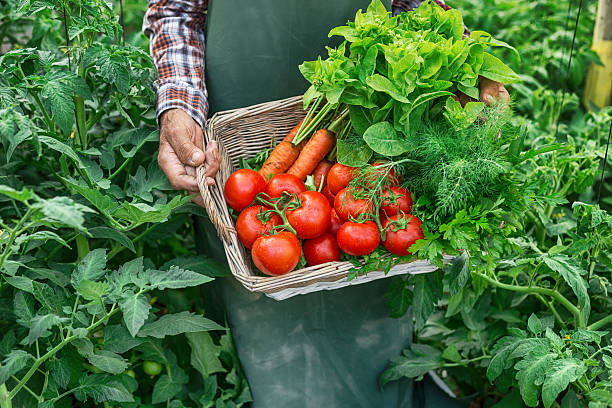 istock Farmer holding a basket with fresh vegetables 638954116