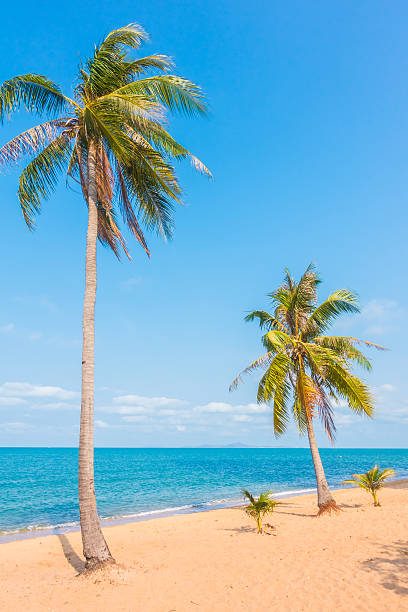 istock Beautiful beach and sea with palm tree 638954120