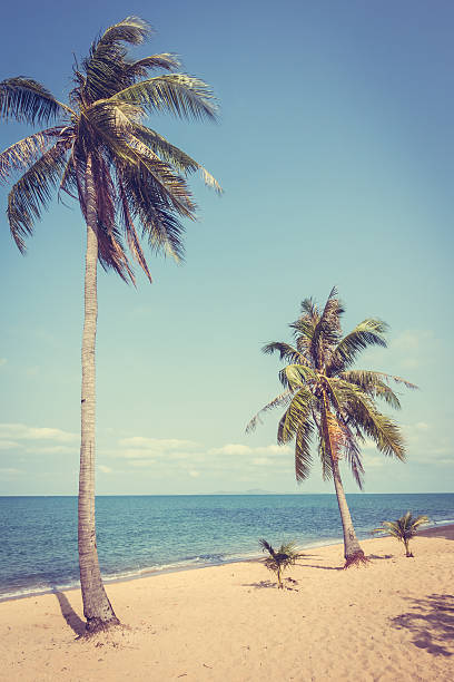 istock Beautiful beach and sea with palm tree 638954134