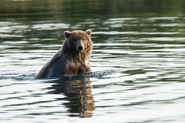istock Alaska Brown Bear swims in Brooks River 638954930