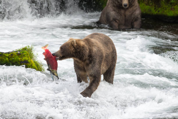 istock Alaska Brown Bear with Salmon 638954986
