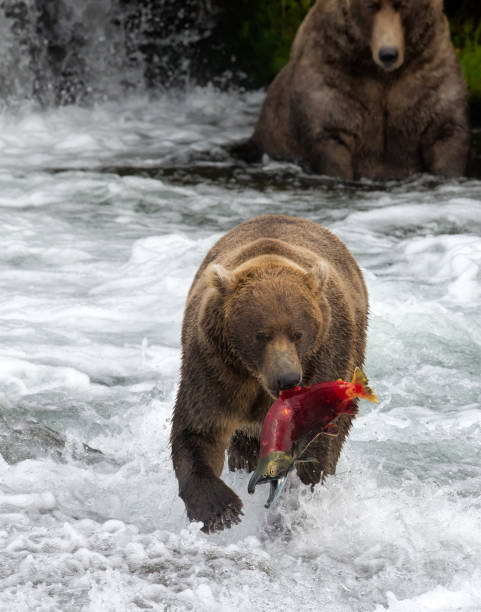 istock Alaska Brown Bear with Salmon 638954998