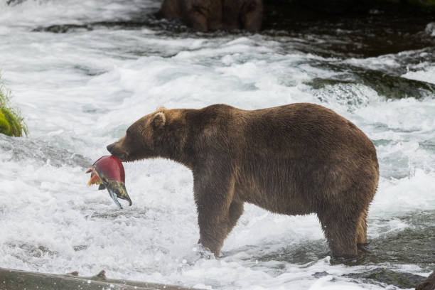 istock Alaska Brown Bear with Salmon 638955014