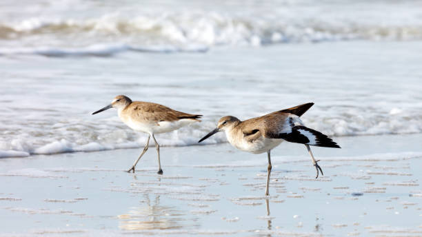 istock Short-billed Dowitchers (Limnodromus griseus) stretching exercises in the morning 638957258