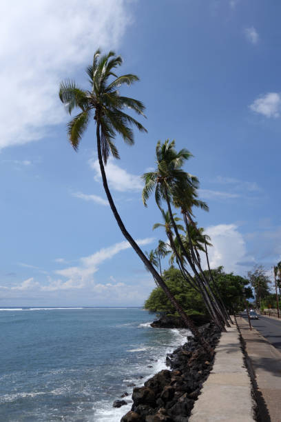 istock Coconut trees line sidewalk and car driving down road 638959938