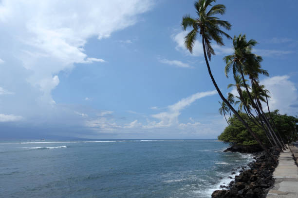 istock Coconut trees line sidewalk along rocky shore 638959946