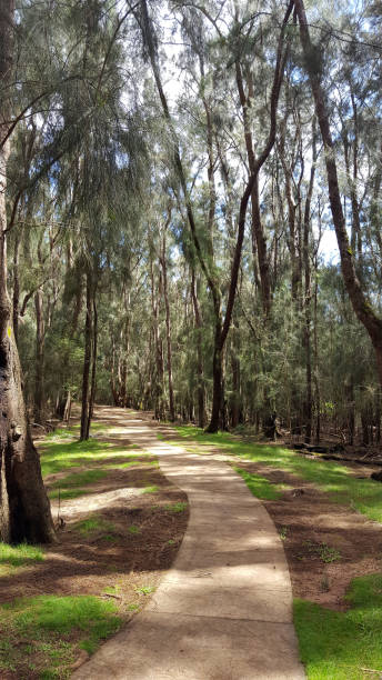 istock Concrete pathway in forest of ironwood trees 638960396