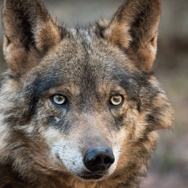 istock Female of iberian wolf (Canis lupus signatus) 638962240