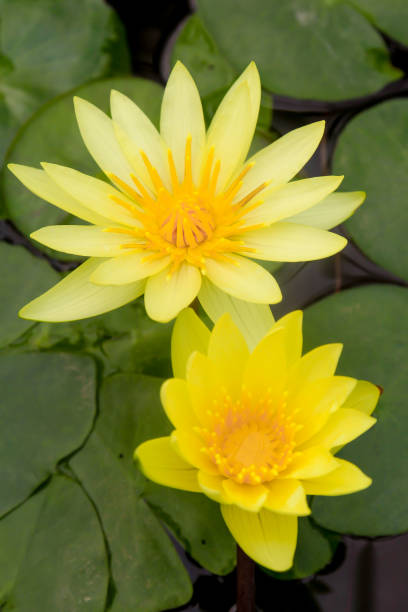 istock twin Yellow lotus 638963946