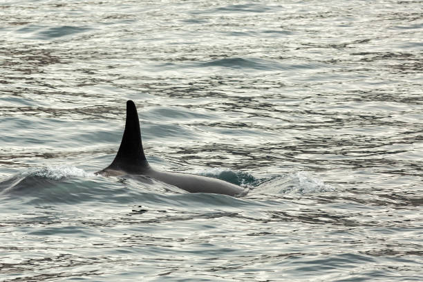 istock Killer Whale - Orcinus Orca in Pacific Ocean. Water area 638965452