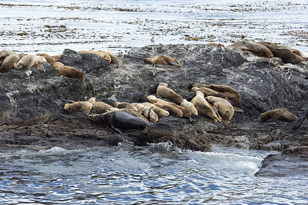 istock South-American Sea Lion 638965586