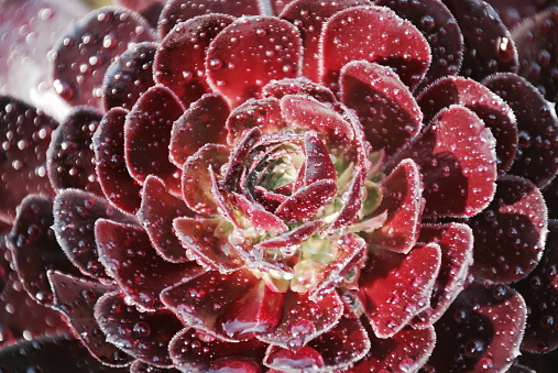 A close-up of an Aeonium Arboretum or Tree Houseleek Succulent after the rain.